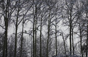 Abbas Kiarostami photograph