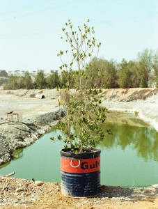 Photograph by Farah Al Qassimi